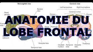 ANATOMIE DU LOBE FRONTAL [upl. by Denise286]