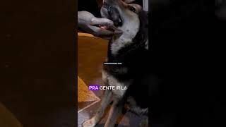 OLHA GENTE DEPOIS FALAM QUE CACHORRO NÃO É RACIONAL MOMENTO LINDO E CURIOSO curiosidades cachorro [upl. by Ahsimek]