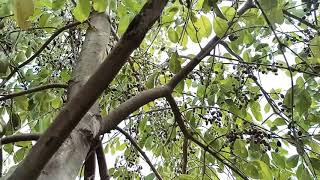 How jamun tree looks like  What does jamun fruit taste like [upl. by Fattal291]