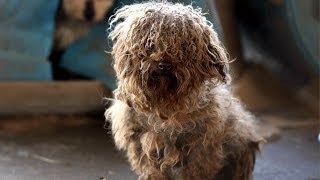 180 Animals Rescued from Arkansas Puppy Mill [upl. by Revell346]