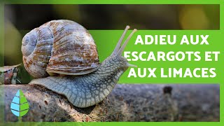 Comment SE DÉBARRASSER des ESCARGOTS et des LIMACES 🐌🌳 6 méthodes maison et écologiques [upl. by Blum]