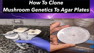 HOW TO CLONE MUSHROOM GENETICS [upl. by Jeannette]