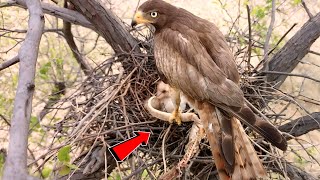 WHITEEYED Buzzard Feeds NEWBORNS with Giant LIZARD BirdPlusAnimals [upl. by Prudhoe557]