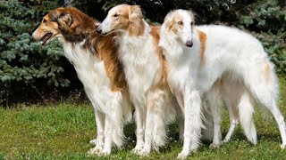 10 ELEGANT Facts About The Borzoi Dog Russian Wolfhound [upl. by Cameron]