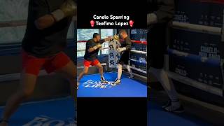 Canelo Sparring TeofimoLopez Before EdgarBerlanga SaulAlvarez CaneloAlvarez Shorts Boxing [upl. by Cleopatra]