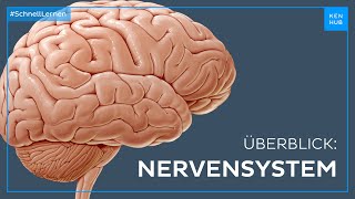 Nervensystem Aufbau und Funktion  Neuroanatomie einfach erklärt  Kenhub [upl. by Westphal]