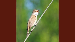 Nature sounds  Reed Warbler firebellied toads [upl. by Ibur]