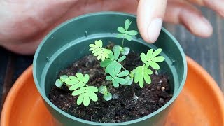 Mimosa Pudica Shy Plant Moves When You Touch It  Full Grow Guide [upl. by Etnelav]