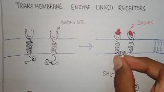 Transmembrane enzyme linked receptor  pharmacology shorts [upl. by Anaitsirk]