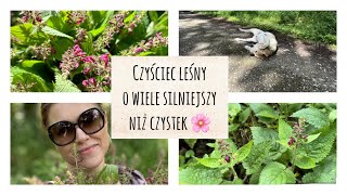 Czyściec leśny odstraszy kleszcze i uchroni Cię przed boreliozą 🌸🌷 [upl. by Kussell]