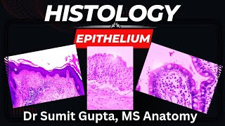 EPITHELIUMHISTOLOGY  How to identify the slide [upl. by Dercy487]