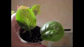 Как посадить листья фиалки укоренение flowers  Saintpaulia breeding  African violet [upl. by Ebsen]