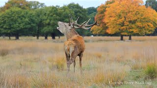 The Autumn Rut  Red Stag Stalking in Scotland [upl. by Ronda]