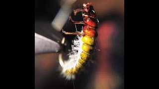 Tying the Hydropsyche Caddis Larvae by Ondrej Rusnak [upl. by Anelas]