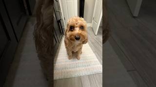 No pooping in peace fypシ゚viral dog puppy [upl. by Ahsillek319]