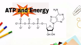 How do we get energy from ATP Adenosne Triphosphate [upl. by Abisia]