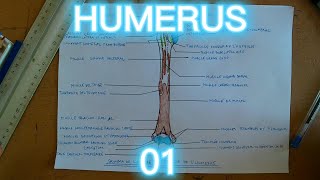 HUMERUS SCHEMA 01  ANATOMIE [upl. by Hgielrahc]