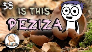 PEZIZA  PEZIZA LIFE CYCLE Bsc Botany in hindi [upl. by Eceinwahs]