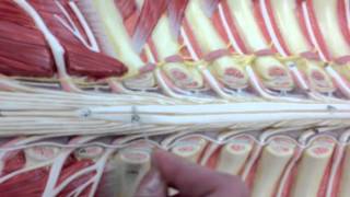 Spinal Cord and Nerves Model Anatomy [upl. by Fleeman938]