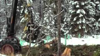 AFM 60 harvesting head on Rottne wheeled harvesters in Czech Republic [upl. by Sukul]