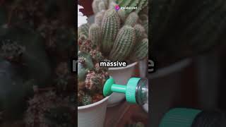 The Overwatered Cactus A Botanical Blunder 🌵💦 funny comedy shorts [upl. by Iemaj]