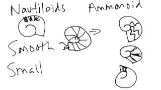 Historical Geology Mesozoic Ammonoids [upl. by Kessiah795]