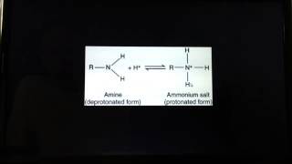 Protonation of amino acids [upl. by Sabine]