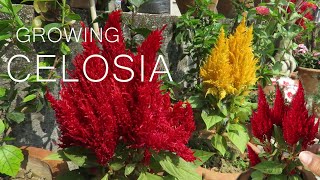 Celosia Flower  Celosia cockscomb Plant Care [upl. by Ledarf]