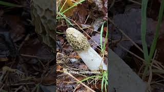 Can you believe this is a mushroom The Stinkhorn gets its name from the putrid smell 🤢 foraging [upl. by Nashom]