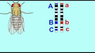 GENETICS 2 MAPPING GENES IN DROSOPHILA 3 [upl. by Zednanreh]