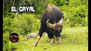 Los toros mas salvajes del mundo – Toros salvajes – Toro Gigante salvaje Indio – EL GAYAL [upl. by Omrellig427]