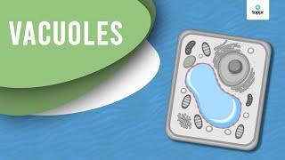 Vacuoles  Toppr ELearning  Class 6  Biology [upl. by Naerol]