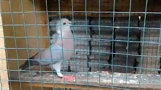 Pigeon X Ringneck dove Hybrid Courting sound and Excitement Sound [upl. by Sorkin]