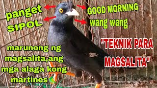 TALKING BIRDMARTINES🦜GAWIN MO TO PARA KAAGAD MAGSALITA IBON MO💯martines birds talkingbird bird [upl. by Llibyc]