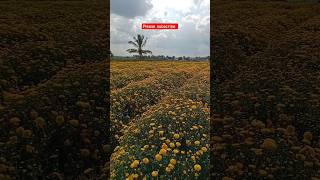 Wow colourful calendula flowers today flower satisfying [upl. by Enilav]