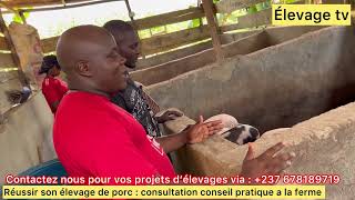 comment Réussir son élevage des porcs en Afrique  consultationconseil pratique à la ferme [upl. by Ten]