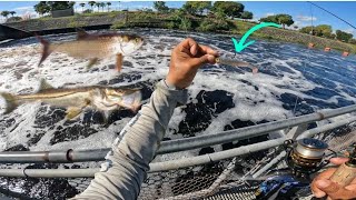 Ortona Locksspillway fishing for snook and tarpon🔥 use this NLBN lure [upl. by Jeanette685]