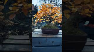 Korean Hornbeam Bonsai bonsai bonsaicare bonsaitree [upl. by Einnus]