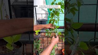 Unique method of Plant Propagation 🪴 yt youtubeshorts shorts plants relatable hibiscus diy [upl. by Ahsad722]