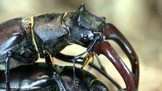 Lucanus cervus mating [upl. by Anrapa]