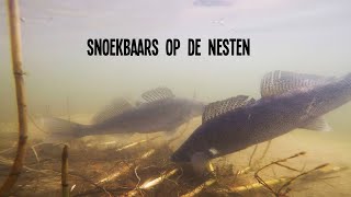 Mega Snoekbaars In Maart  VisTD Vlog 2 [upl. by Brunhild732]