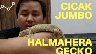 Tokek JUMBO Halmahera Giant Gecko  Gehyra Marginata wilsoncihuyaje [upl. by Nafets]