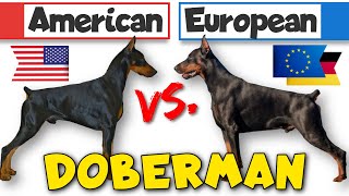 Behavior Differences Between American and European Dobermans [upl. by Attelocin]