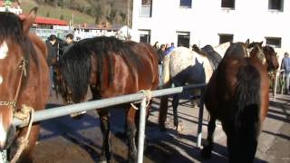 Feria ganadera ProazaAsturias [upl. by Ayaj]