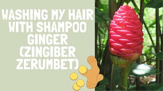 Washing My Hair With Shampoo Ginger Zingiber zerumbet In My Neighbors Yard [upl. by Esirehc]