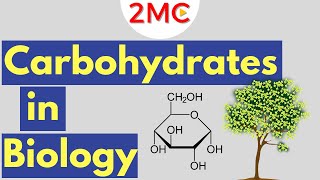 Carbohydrates  Biological Molecules Simplified 1 [upl. by Leila]