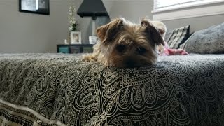 When Your Pup NEVER Sits STILL yorkie smalldogbreeds yorkshireterriers Rylie viralvideo [upl. by Mona212]