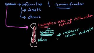 26  The chemicals of inflammation  PAF Cytokines Tumor Necrosis Factor Interleukin1 [upl. by Nirac137]