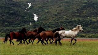 Seleção Gaúcha  O Melhor do Sul  Tradições  Coletânea  Músicas Gaúchas  RS [upl. by Eveivaneg]