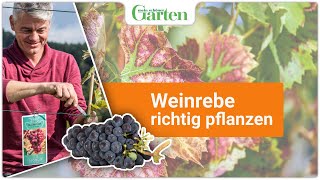 Expertenwissen Weinrebe erfolgreich pflanzen  Gartentipps für eine ertragreiche Ernte [upl. by Yenaffit]